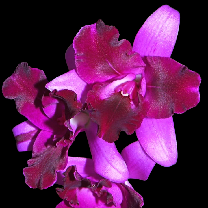 Cattlianthe Tristar Bouquet