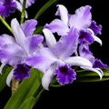 Cattlianthe Mary Elizabeth Bohn 'Royal Flare'