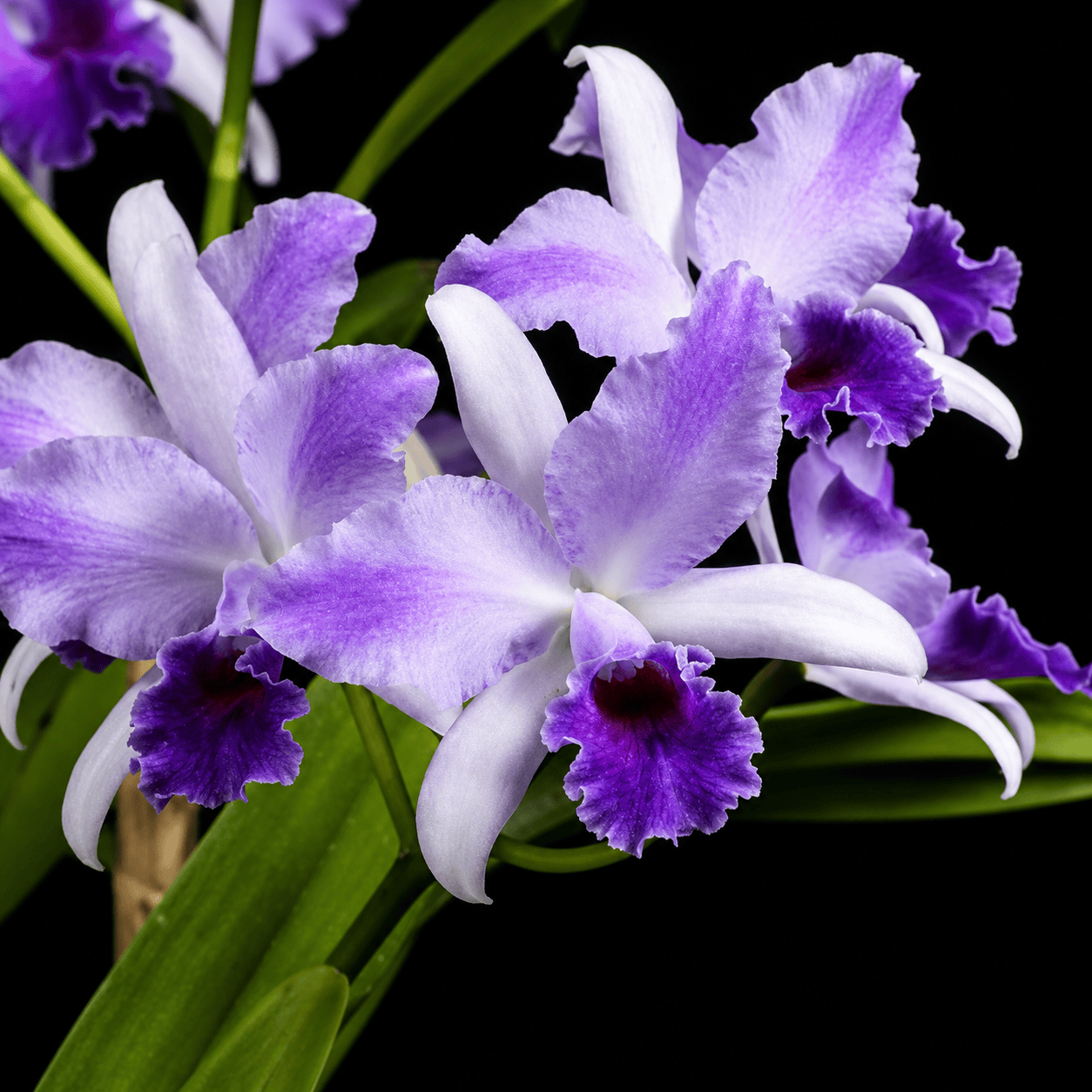 Cattlianthe Mary Elizabeth Bohn 'Royal Flare'