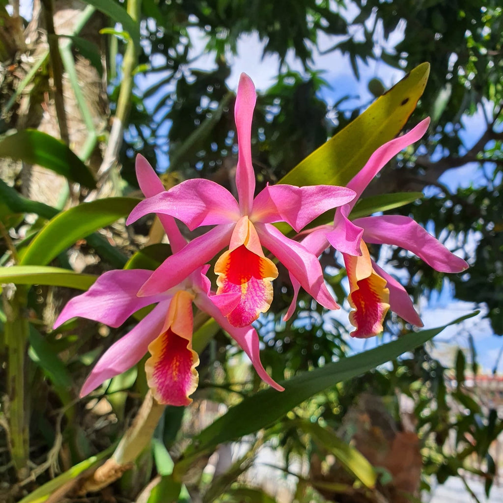 Cattlianthe Taiwan Sunset 'Yuan Dung'