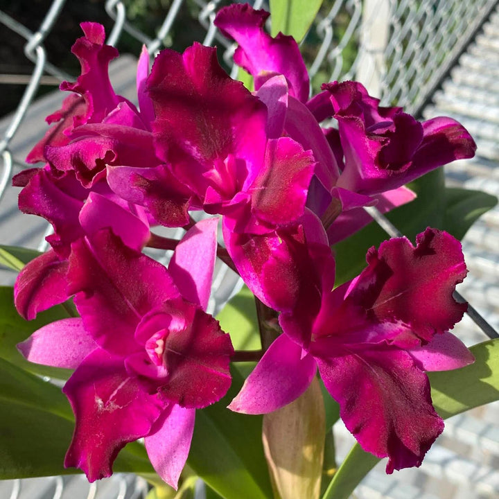 Cattlianthe Tristar Bouquet