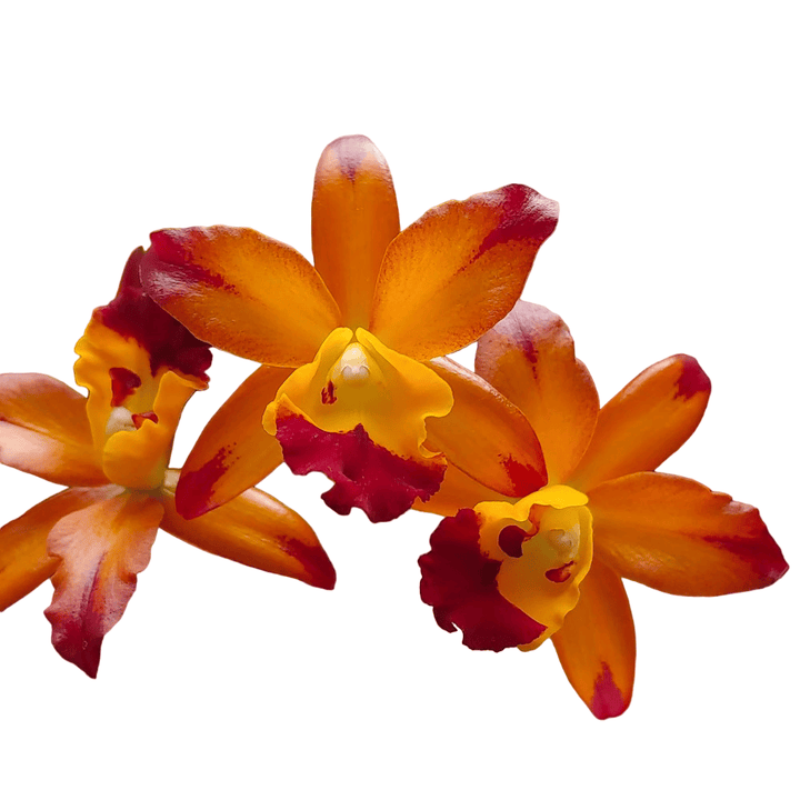 Cattlianthe Varut Startrack 'Golden Tiger'