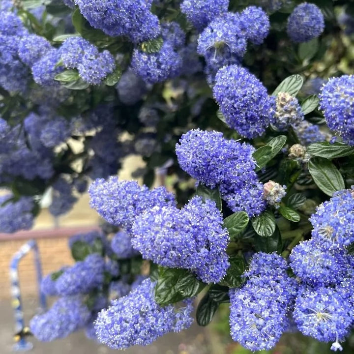 Ceanothus 'Victoria' (Liliac Californian)