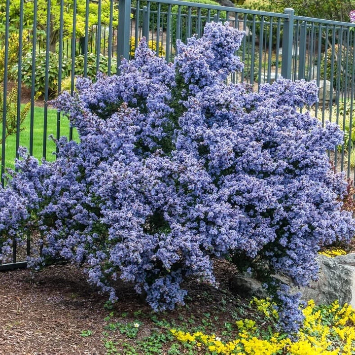 Ceanothus 'Victoria' (Liliac Californian)