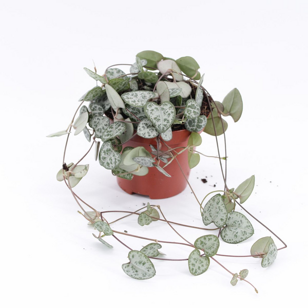 Ceropegia woodii - String of hearts