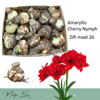 Hippeastrum ‘Cherry Nymph’ – bulbi mari, flori duble rosu intens