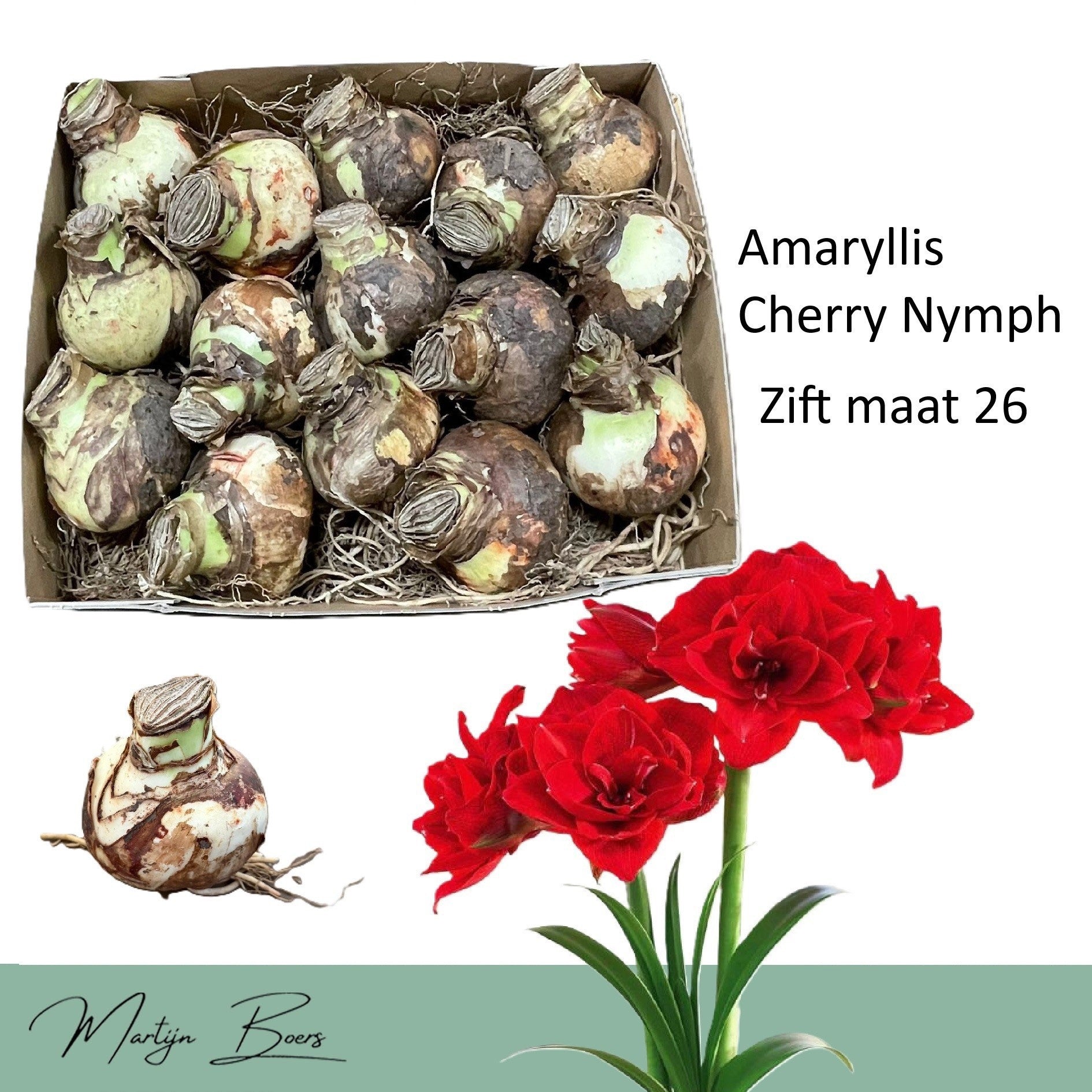 Hippeastrum ‘Cherry Nymph’ – nagy hagymák, dupla élénkvörös virágok