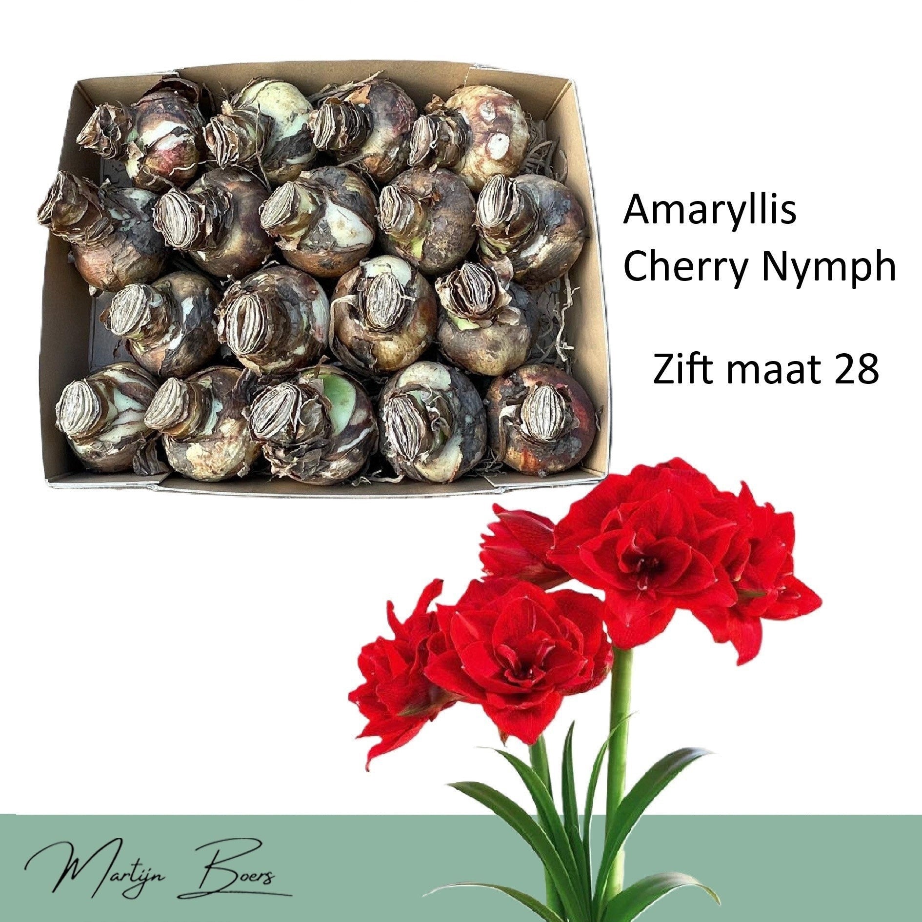 Hippeastrum ‘Cherry Nymph’ – bulbi mari, flori duble rosu intens