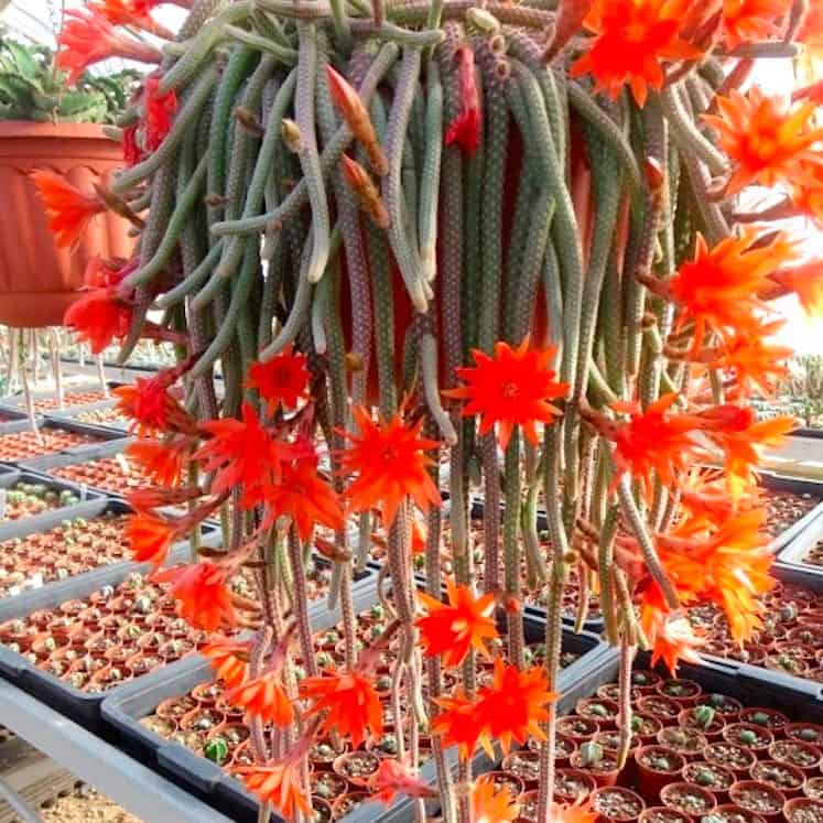 Chamaecereus luisramirezii