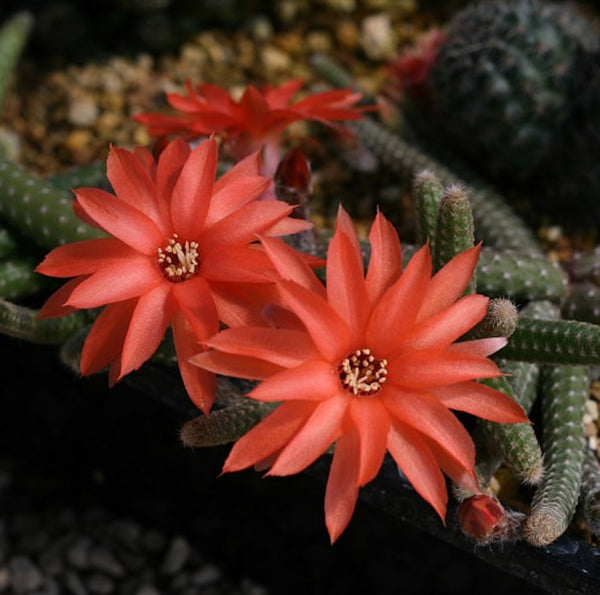 Chamaecereus luisramirezii