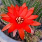 Chamaecereus silvestrii