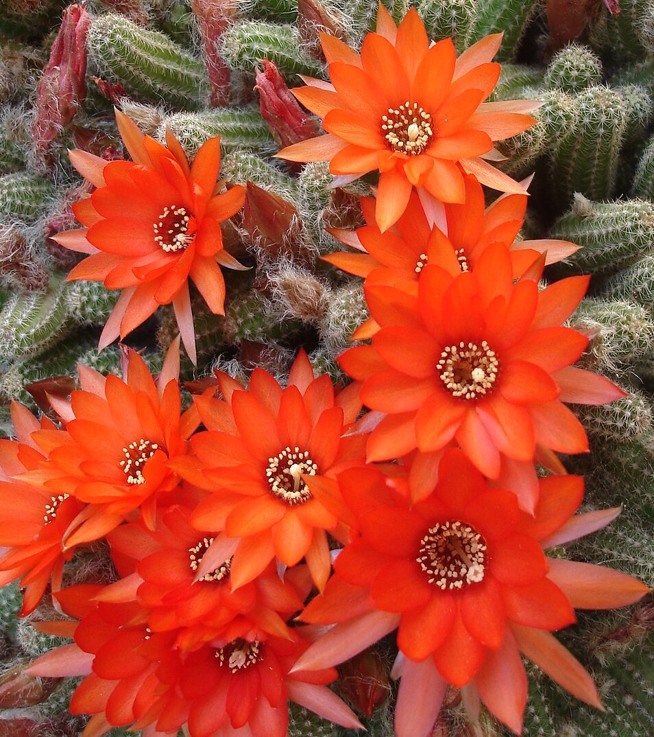 Chamaecereus silvestrii