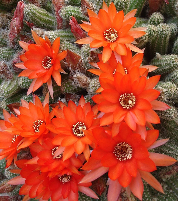 Chamaecereus silvestrii