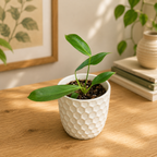 Philodendron patriciae – Seltener Philodendron mit langen, gewellten Blättern