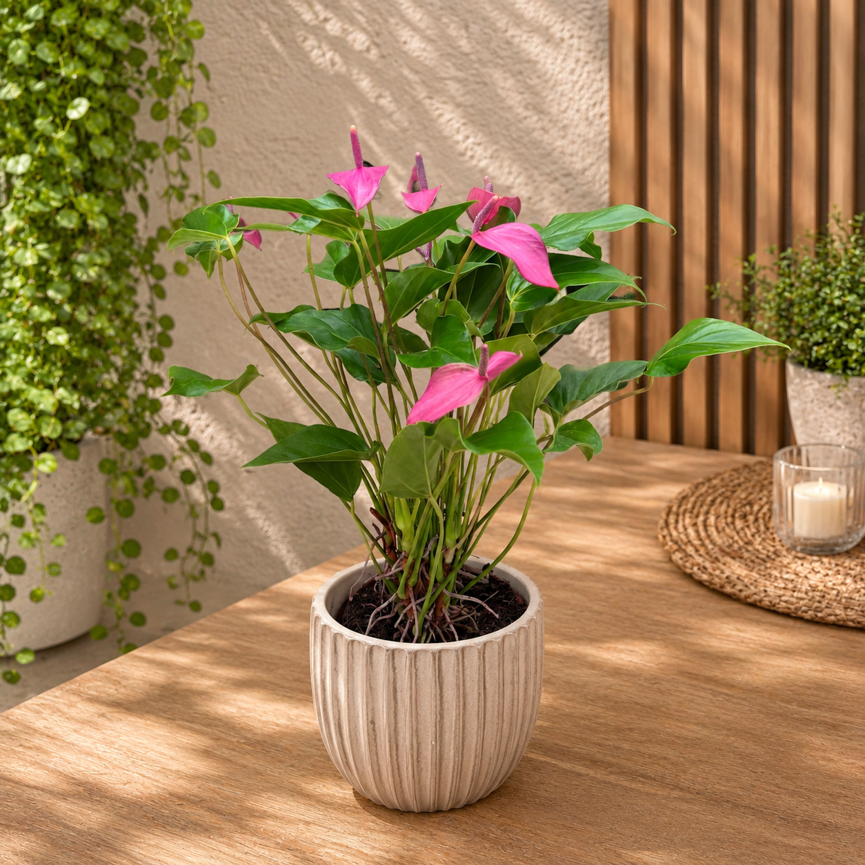 Anthurium ‘Baby Purple’ - eleganta compacta in nuante de violet intens