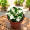 Agave potatorum ‘Ouhi-Raijin’ variegata - compact agave with artistic variegated foliage