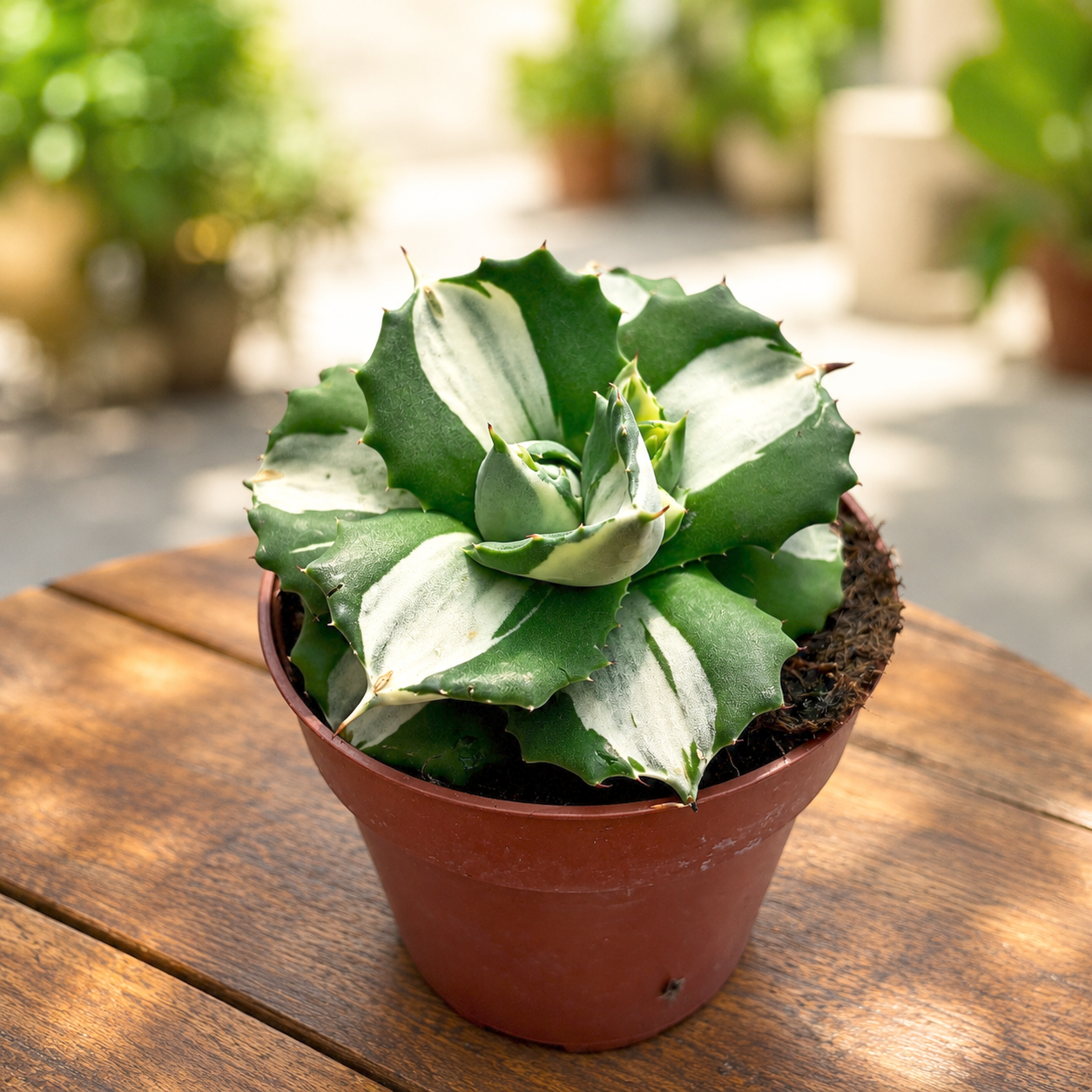 Agave potatorum ‘Ouhi-Raijin’ variegata -  agava compacta cu frunzis artistic variegat