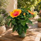 Hibiscus rosa-sinensis 'Apollo Sunrise' - ibisco tropicale con fiori giallo-oro e centro rosso
