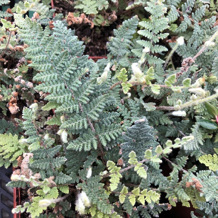 Cheilanthes lanosa (feriga lanoasa)