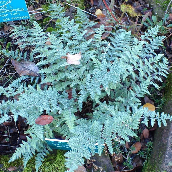 Cheilanthes lanosa (feriga lanoasa)