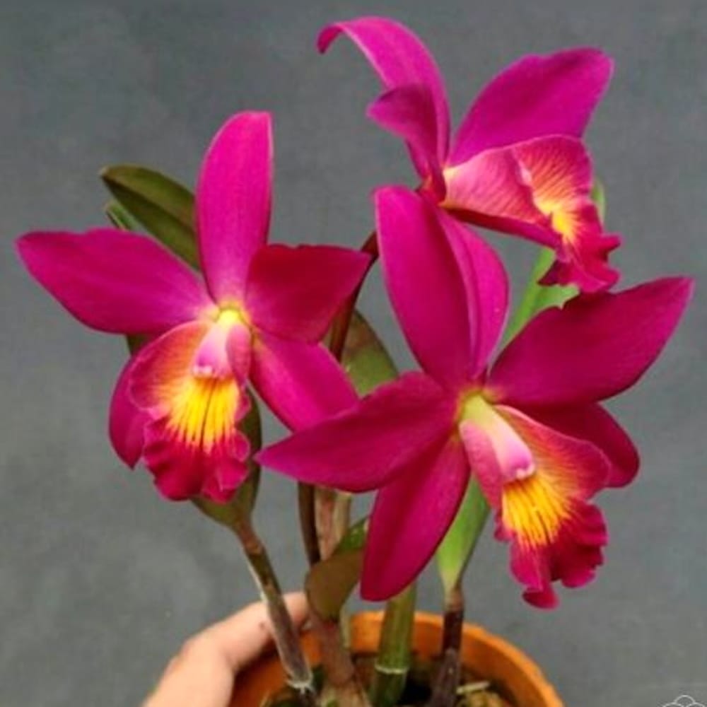 Cattleya Chian-Tzy Guiding 'Chian-Tzy Red Top'