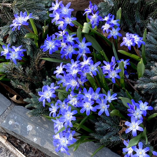 Chionodoxa forbesii 'Blue'