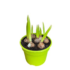 Chionodoxa forbesii 'Blue Giant'