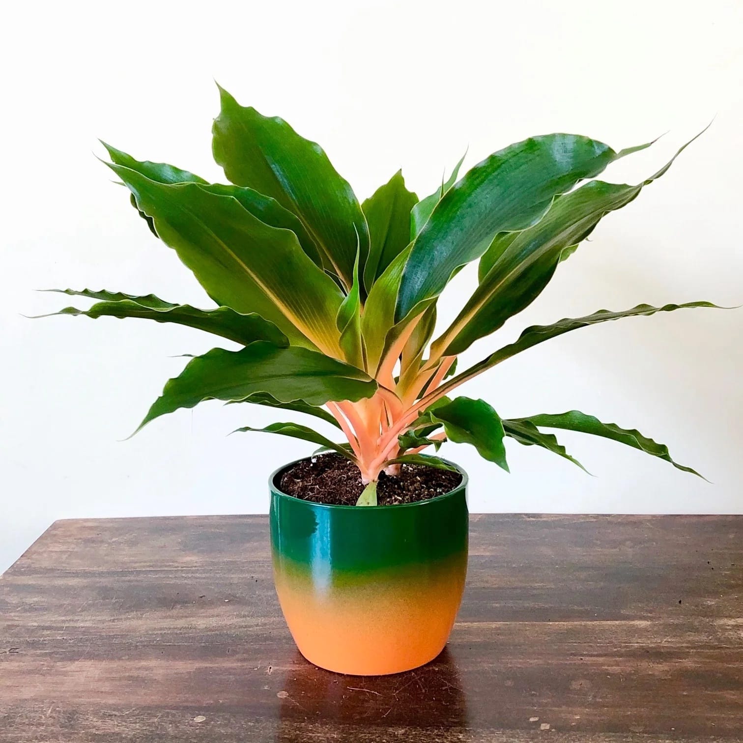 zimmerpflanzen forum Chlorophytum orchidastrum 'Fire Flash' – Secret Garden Plant Shop