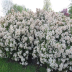 Choisya ternata 'White Dazzler' – Mexican orange blossom with intensely fragrant flowers