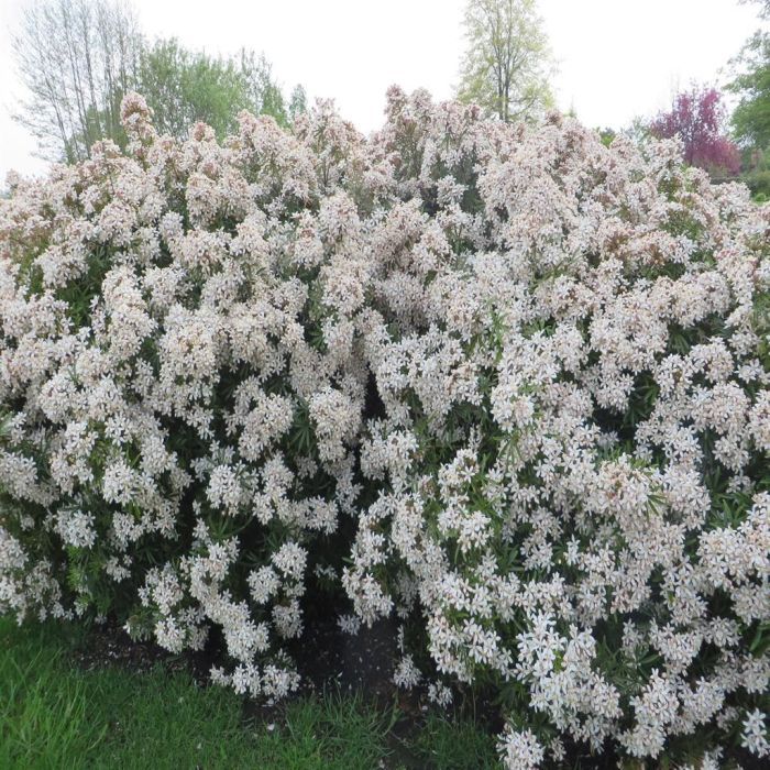 Choisya ternata 'White Dazzler' – Mexican orange blossom with intensely fragrant flowers