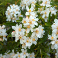 Choisya „Aztec Pearl“ – Mexikanische Orangenblume, intensiv duftende Blüten