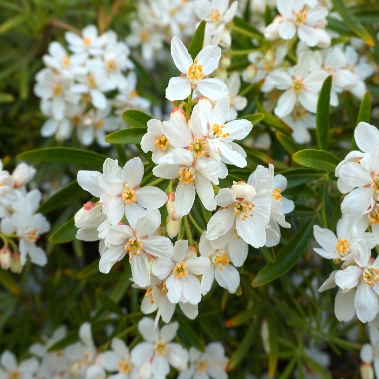 Choisya „Aztec Pearl“ – Mexikanische Orangenblume, intensiv duftende Blüten