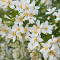 Choisya ternata 'White Dazzler' - portocal mexican