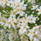 Choisya ternata 'White Dazzler' - portocal mexican
