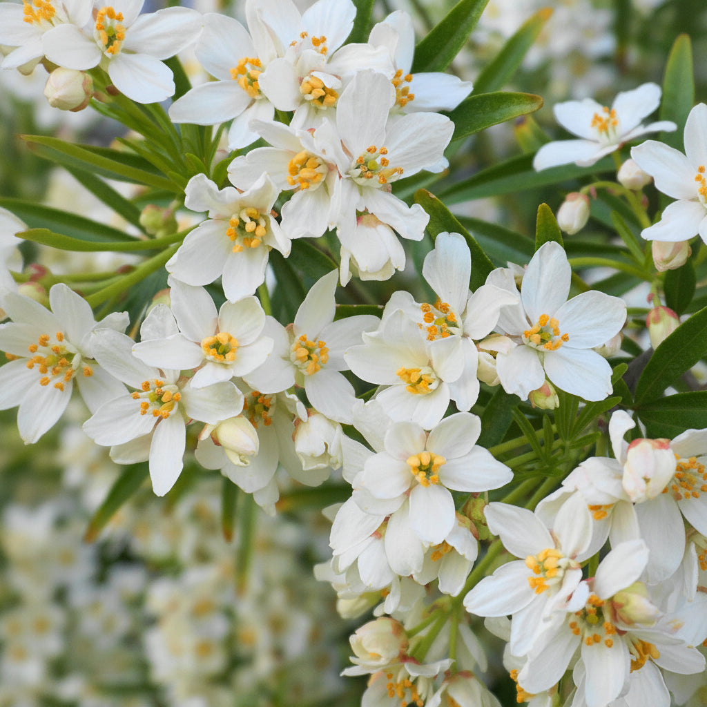 Choisya ternata 'White Dazzler' - portocal mexican
