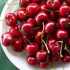 Cires Lapins - Prunus avium 'Lapins' - coroana formata