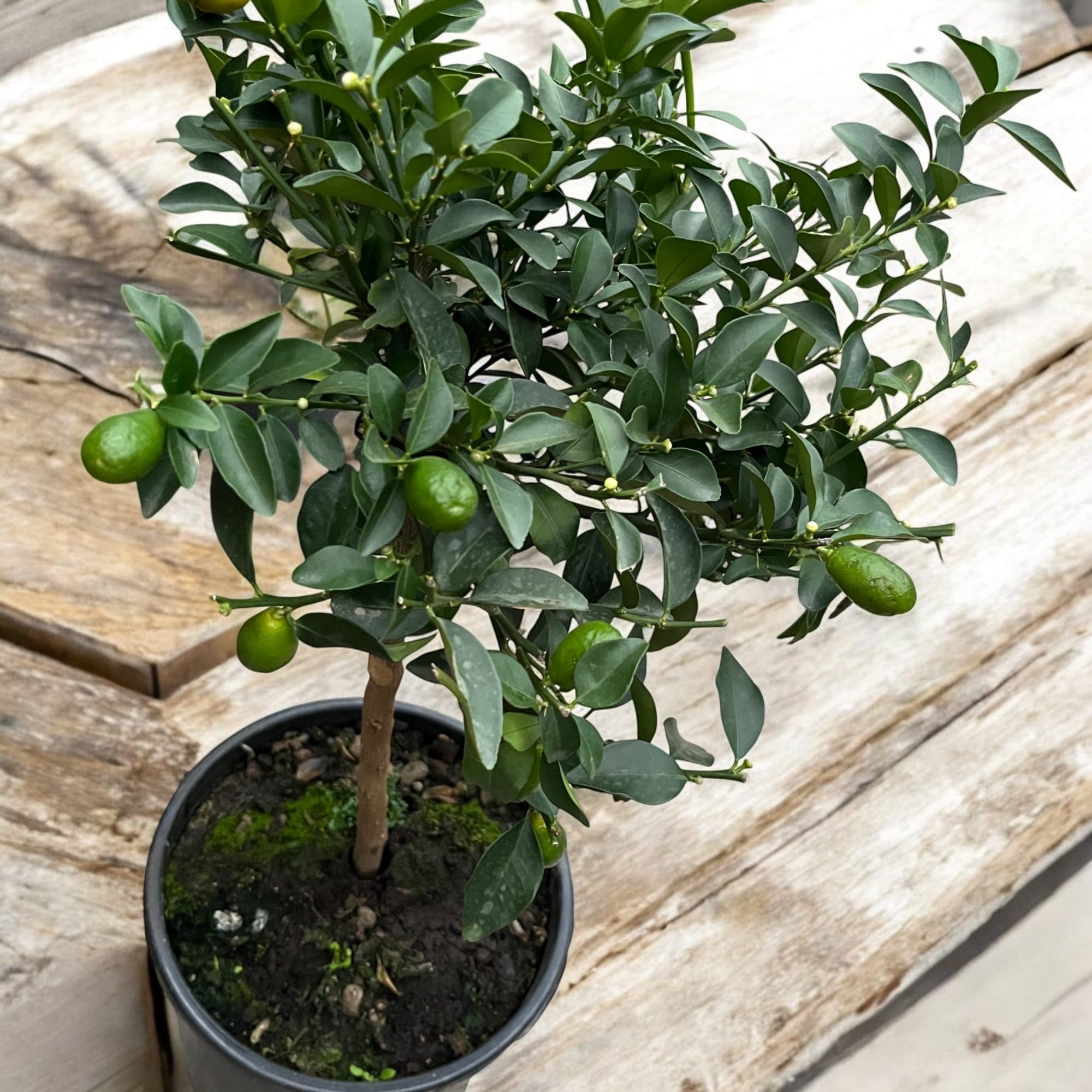 Citrus australasica (Caviar Lime, Finger Lime)