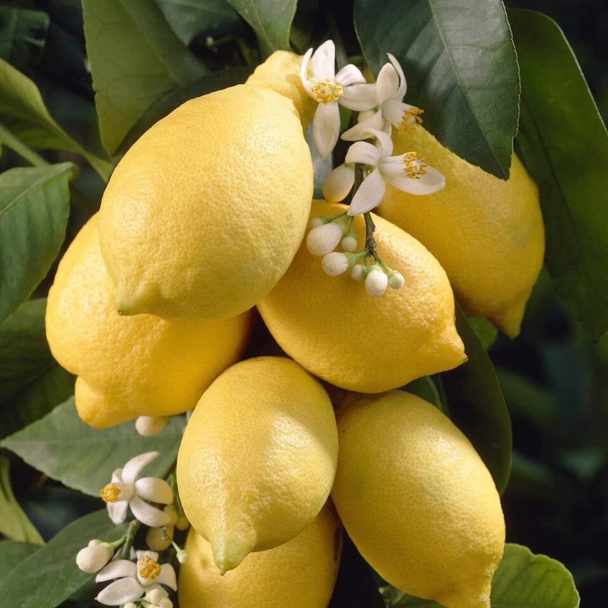 Lemon tree on stem - Citrus lemon '4 Seasons' ('Garey's Eureka
