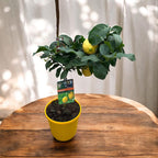 Lamai pe picior - Citrus lemon H60 cm