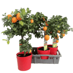 Citrus limon 'Rosso' - Red Lemon