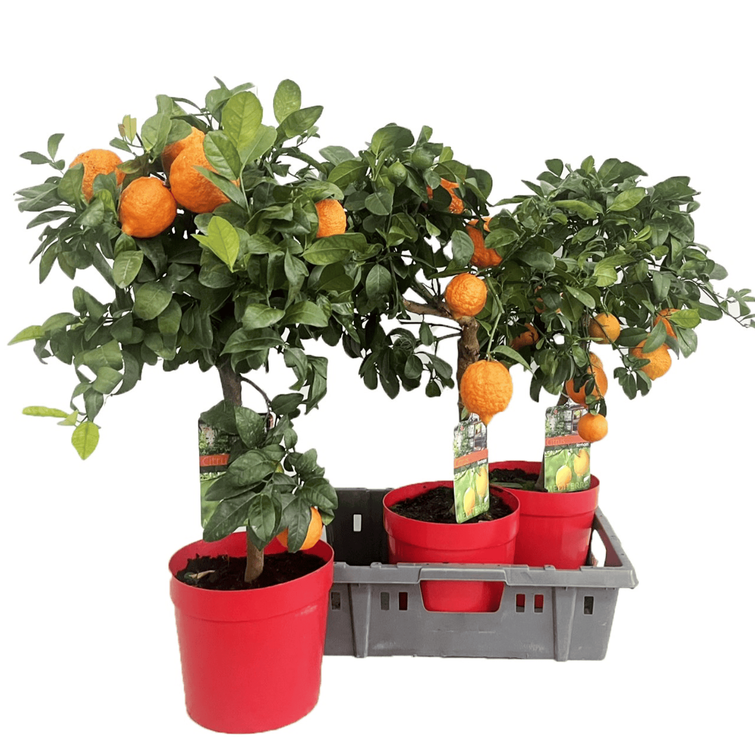 Citrus limon 'Rosso' - Red Lemon