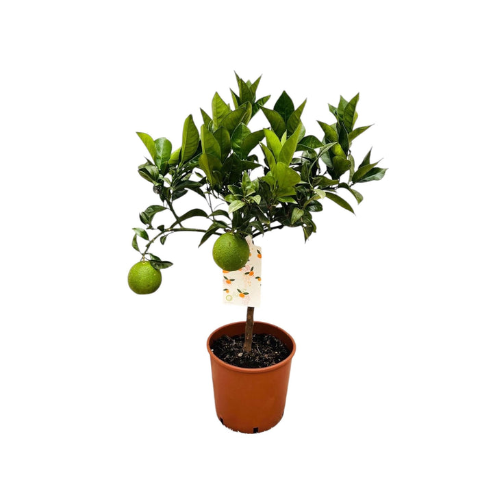 Citrus sinensis 'Arancio'