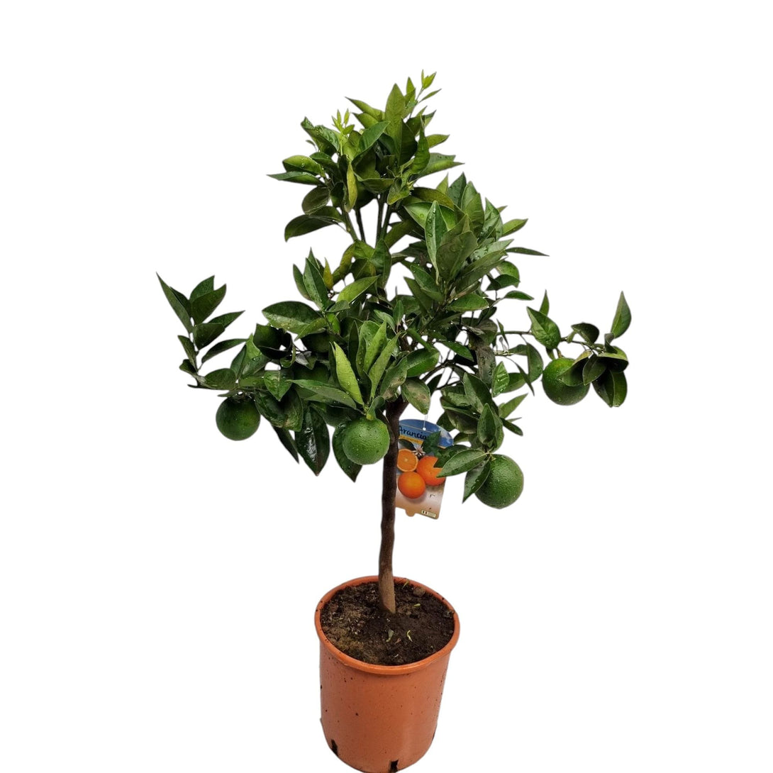 Citrus sinensis 'Arancio'