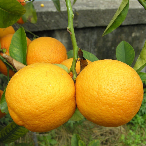 Lamai Volkamer (Citrus volkameriana)