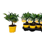 Lamai cserépben, Meyer Lemon Lisa - D12