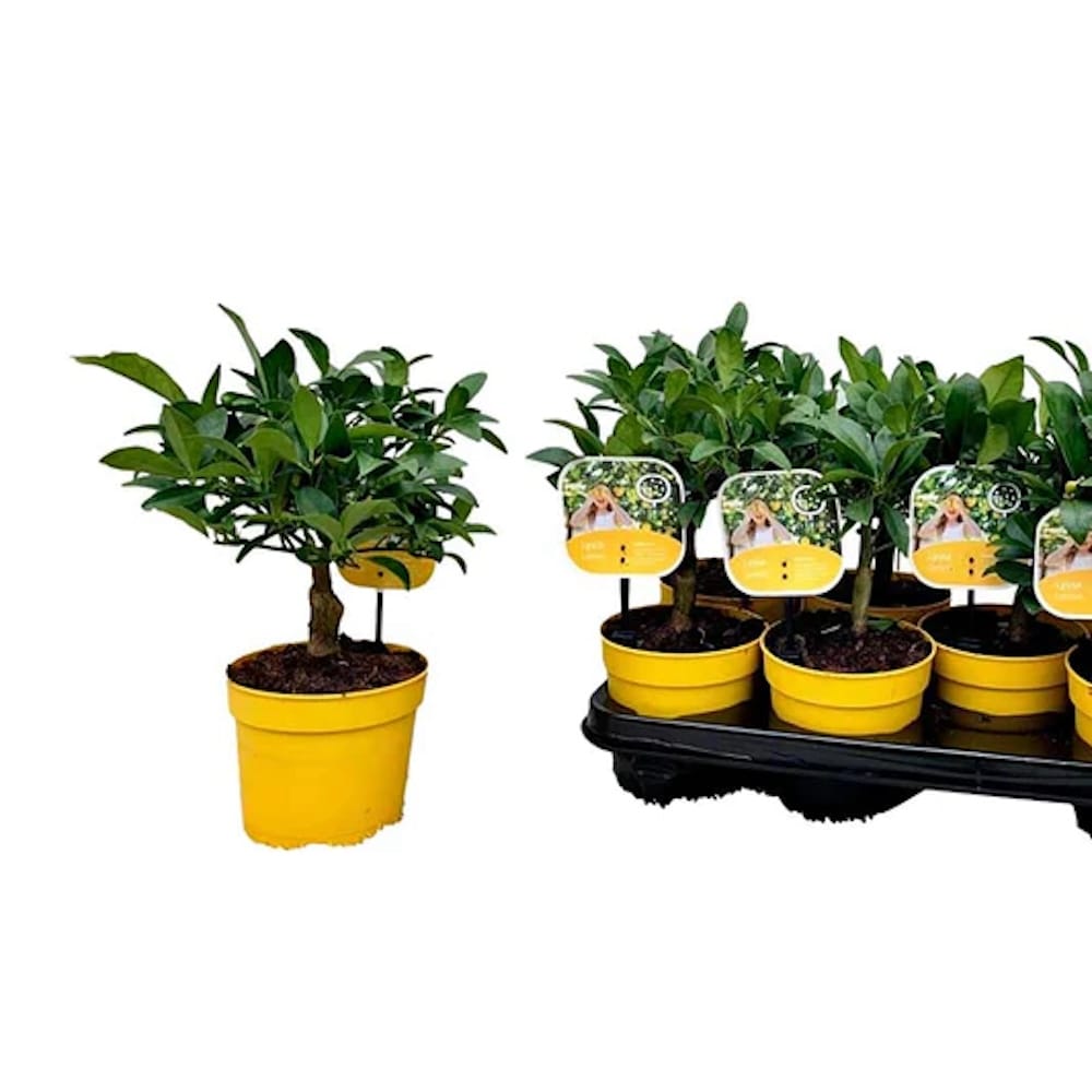 Lamai la ghiveci, Meyer Lemon Lisa - D12