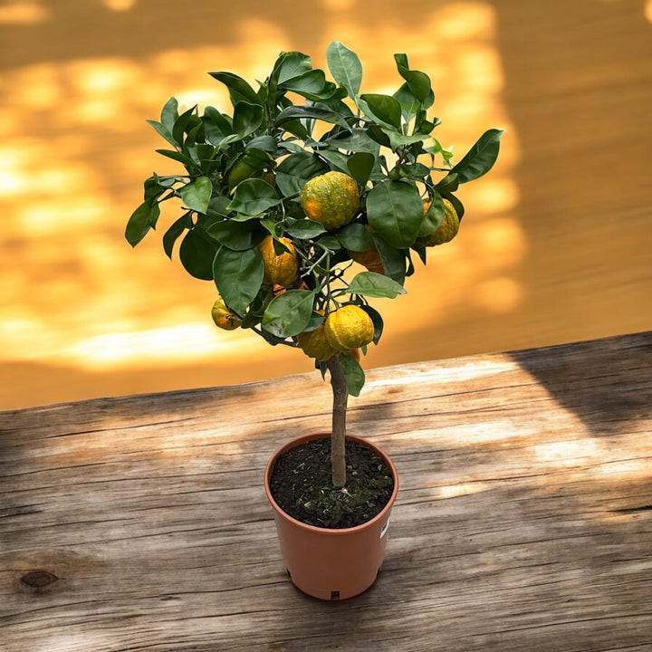 Citrus aurantium canaliculata (bitter orange, Citrus striata)