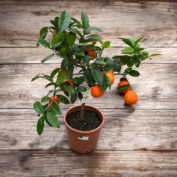 Citrus aurantifolia 'Red Lime' H75 cm