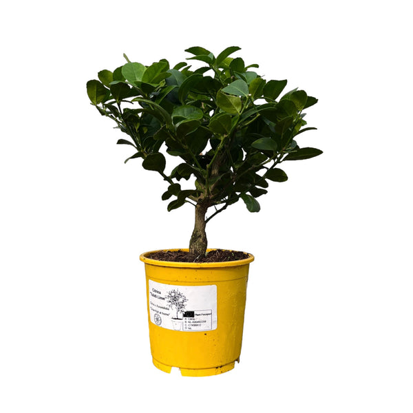 Lime pe picior - Citrus aurantifolia 'Tahiti-Lime'