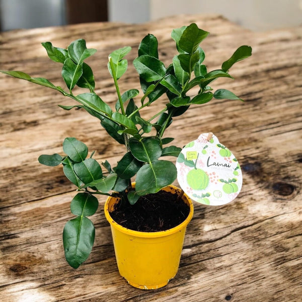 Citrus hystrix (Kaffir Lime)